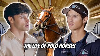 LUXURY STABLE TOURS FLORIDA POLO BARN [upl. by Vergne]