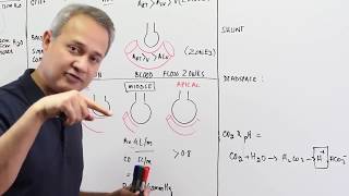 Ventilation Perfusion Ratio [upl. by Adnirod270]