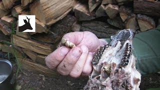 Nasal bot fly infestation in roe deer  Larwy strzykacza sarniego [upl. by Moody]