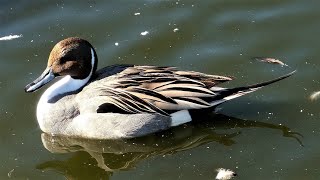 Northern Pintail Duck  Birds Behavior Breeding and Molting Plumage [upl. by Kylen]