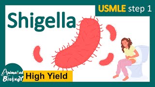 Shigella  shigellosis  Pathogenesis  transmission  identification and treatment  USMLE step 1 [upl. by Yalahs362]