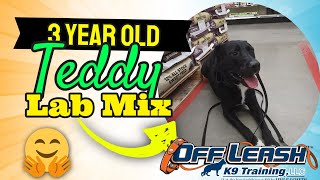 3 Year Old Lab Mix Teddy  Best Delaware Dog Trainers  Off Leash K9 Training Delaware [upl. by Elraet]