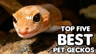 Top Five Best Pet Geckos [upl. by Artnoed712]