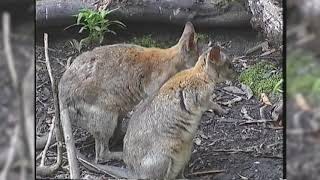 Red Necked Pademelon Wallabies [upl. by Alakam]