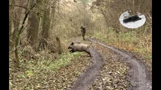 Wild boar hunting best moments in November 2017 [upl. by Essila]