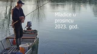 Mladica u prosincu 2023 godini [upl. by Ymac690]