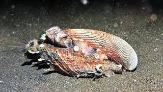 Coconut octopus in snail shell in Romblon  Philippines July 2024 [upl. by Weide252]