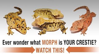 The COMPLETE Guide to Crested Gecko Morphs Part 1 [upl. by Ayahsey]