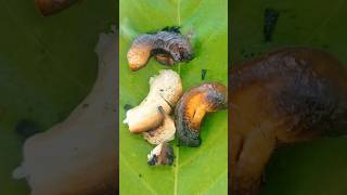 Very simple method for burn to cashew nuts  මේ විදියට කජු පුච්චමුද  shorts cashew jungle [upl. by Atalante511]