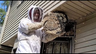 SUPER NEST Yellow Jackets MASSIVE nest inside ceiling  INFESTATION  Wasp Nest Removal [upl. by Errehs]