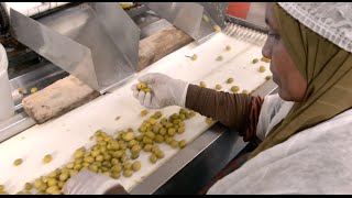 Egyptian olives adopting international standards [upl. by Ob]