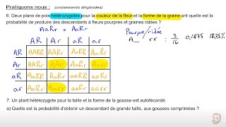 Génétique monohybrides et dihybrides [upl. by Luemas592]