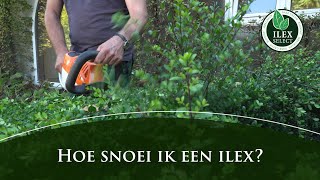 Hoe snoei je een Ilex crenata [upl. by Yurt991]