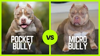 Pocket Bullies Vs Micro Bullies Whos The Biggest Bully 🐶🐶 [upl. by Oriana]