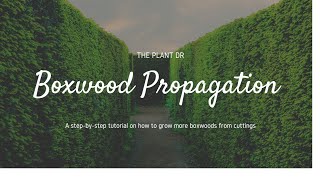 How to propagate Boxwood  How to root Boxwood [upl. by Eno]