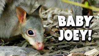 Peak this Baby Pademelon  The Secret Life of the Zoo  Nature Bites [upl. by Castra117]