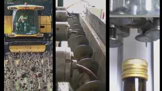 Torre Colombaia  Organic Sunflower Seed Oil  How its Made [upl. by Nirmak431]