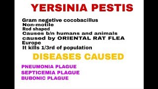 YERSINIA PESTIS  BLACK DEATH   BY PHANINDRA GUPTHA [upl. by Ahsatin871]