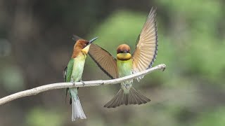 Bee eater birds  Chestnut headed bee eater  Blue tailed bee eater  Green bee eater  Bird [upl. by Aronoel698]