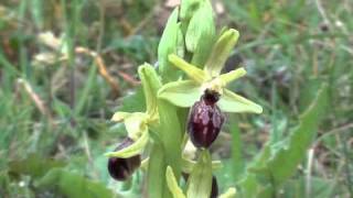 Orchidée de Crussol 2 Ophrys Araignée II [upl. by Brechtel]