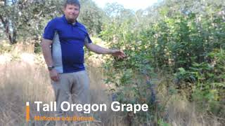 Plant Speed Dating  Tall Oregon Grape Mahonia aquifolium [upl. by Jojo]