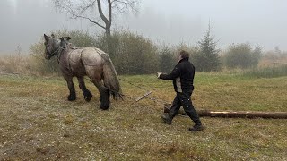 Seltener Beruf Norbert Bong ist Pferderücker [upl. by Syhr]