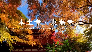 4K UHD Autumn leaves at Hondoji Temple and Tozenji Temple本土寺と東漸寺の紅葉 [upl. by Ahcila]