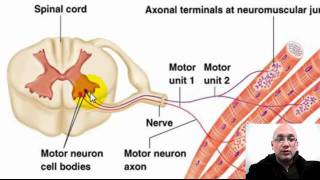 Aula sobre Junção Neuromuscular básica  Parte 13  Professor Totó Antonio Dégas [upl. by Etram]