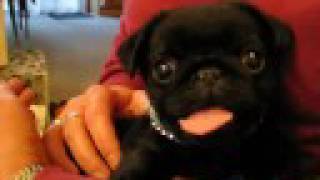 Our pug Maximus [upl. by Renelle322]