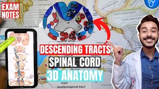 descending tracts of spinal cord anatomy 3d  spinal cord tracts anatomy [upl. by Atiruam]