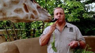 Career Advice on becoming a Head Zoo Keeper by Katherine L Full Version [upl. by Newcomb]