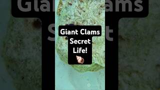 Fact Of Giant Clams Secret Life 🐚 animals facts trivia [upl. by Aremahs]