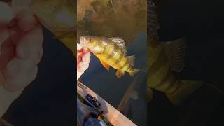 LATE FALL PERCH  fishing wackyrig fishkayakfishing [upl. by Ahsaf]