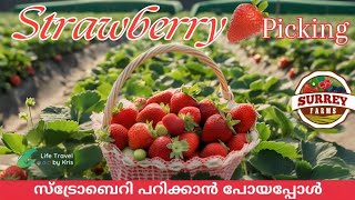 Strawberry Picking My First Time Experience [upl. by Bunni61]