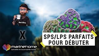 CORAUX LPSSPS POUR DÉBUTANT EN RÉCIFAL AVEC MARINEHOME [upl. by Kellsie]