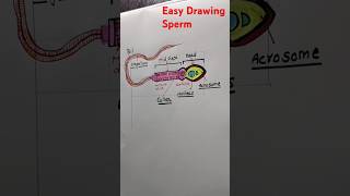 How to Draw Sperm ll Structure of Sperm ll [upl. by Notsyrb]