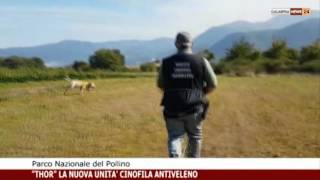 THOR UNITA CINOFILA ANTIVELENO PARCO NAZIONALE DEL POLLINO [upl. by Dwinnell]