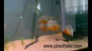 7quot Greenterror amp 4quot Red Belly Piranhas [upl. by Lemyt]