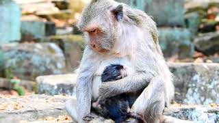 Breaking news old Mommy monkey Jade give birth a cute baby monkey successful today [upl. by Ametaf905]