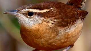 Carolina wren song  call  sounds  Bird [upl. by Fax626]