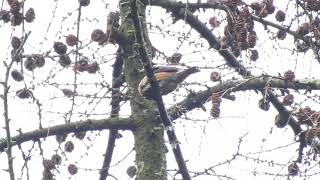 Crossbill  Cannock Chase 3Dec2021 [upl. by Siouxie]