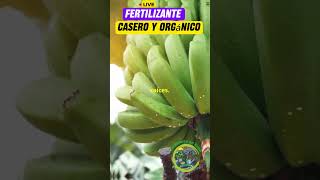 fertilizante Casero y Orgánico jardineríaencasa fertilizantesnaturales [upl. by Drallim]