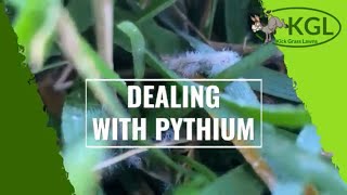 Battling Pythium with Josh from Kick Grass Lawns [upl. by Sira567]