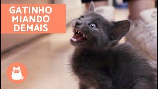 Gato filhote miando muito estas são as principais causas [upl. by Oskar129]