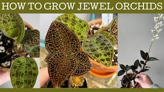 How to grow Jewel orchids basic care and repotting [upl. by Rihaz]