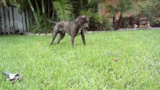 pitbull barking at pythons [upl. by Blaise437]