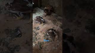 44 days tetra aseelpakistan chicken beautifulanimals viralvideo aseel aseel birds [upl. by Nylareg]