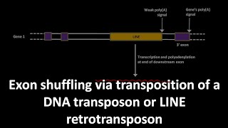 Exon shuffling via transposition of a DNA transposon or LINE retrotransposon [upl. by Enniroc]