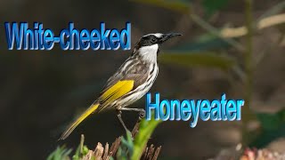 Whitecheeked Honeyeater [upl. by Aurita]