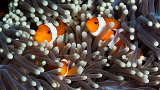 10 Facts About The CLOWNFISH You Didnt Know [upl. by Hooper]